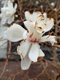 Close-up of flowers