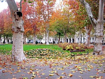 Autumn leaves in park