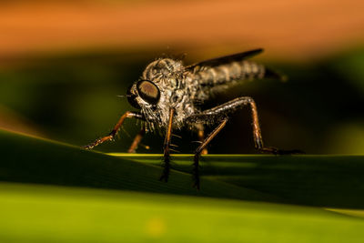 Close-up of spider