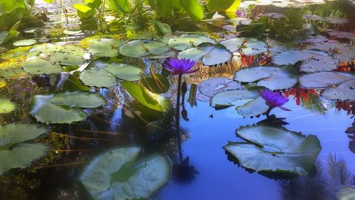 Close-up of lotus water lily in lake