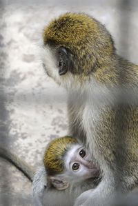 Portrait of infant with monkey in cage at zoo