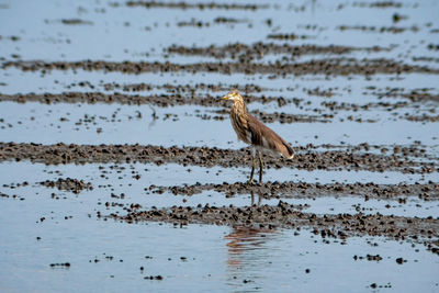 Chinese pond heron look for prey in wetlands