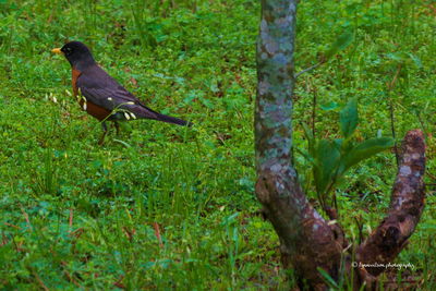 Bird perching on field