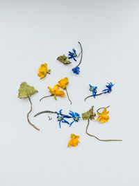 High angle view of multi colored flowers on white background