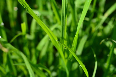 Close-up of wet grass