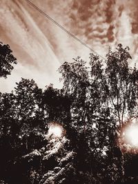 Low angle view of silhouette trees against sky in forest