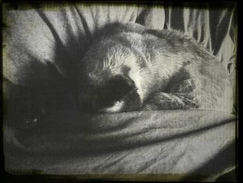 Close-up of a sleeping cat