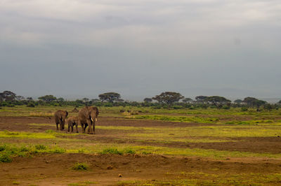 Elephant on landscape against sky