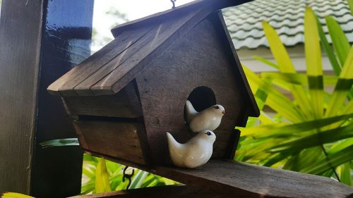 Close-up of child on wood
