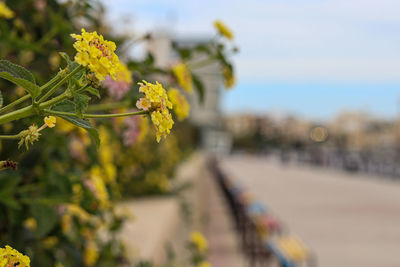 Close-up of yellow flowering plant against sky
