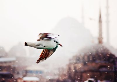 Close-up of bird flying in city during snowfall