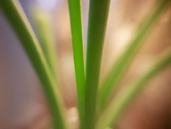 Close-up of bamboo plant