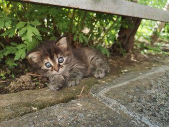 Portrait of kitten on footpath