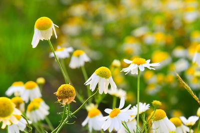 Close-up of white flowering plant