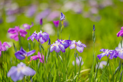 Close-up of purple flowering plants on land