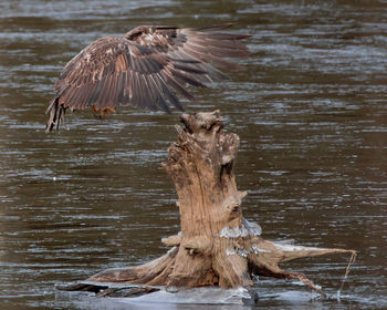 View of tree stump in water