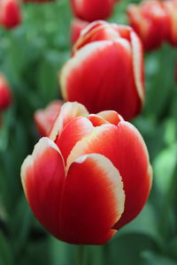 Close-up of red flowering plant