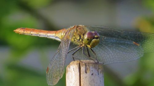 Close-up of insect perching on leaf