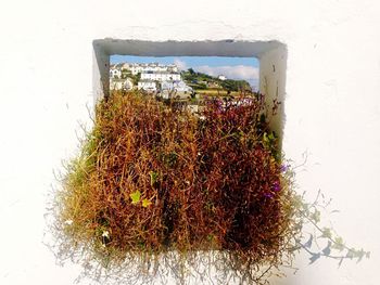 Plants in front of building