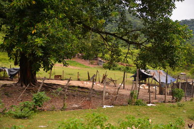 Trees on field