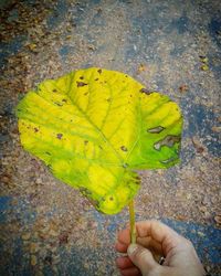 Close-up of hand holding dry leaves