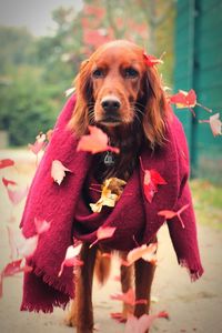 Close-up portrait of dog with red flowers