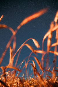 Close-up of silhouette plants on land against sky at night