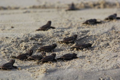 Sea turtles on sandy beach