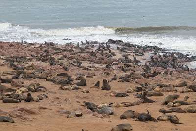 High angle view of sheep on beach