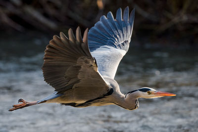 Isolated grey heron flying over water with fully open wings