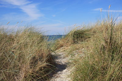 Grass on beach against sky