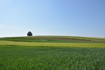 Scenic view of agricultural field against clear sky