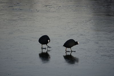 Birds perching on a lake