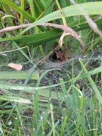 View of insect on grass