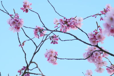 Low angle view of cherry blossom tree