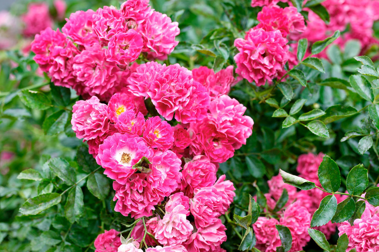 CLOSE-UP OF PINK FLOWERING PLANT