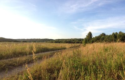 Scenic view of field against sky