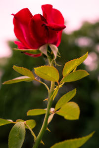Close-up of red flowers blooming outdoors