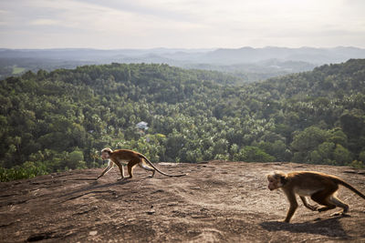 Two cute monkeys running together on a rock against landscape with tropical rainforest in sri lanka.