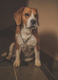 Portrait of dog sitting on floor