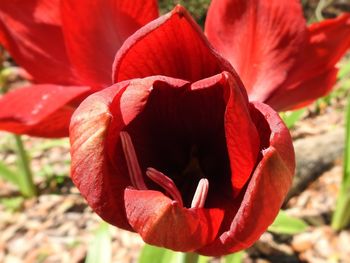 Close-up of red flower blooming outdoors