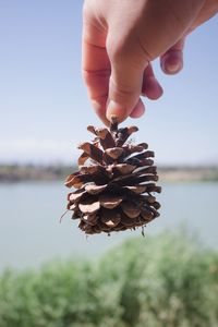 Close-up of hand holding pine cone against sky