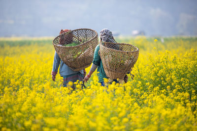 22nd feb, 2023. nepal. nepalese countryside farmer farming of mustard plants.