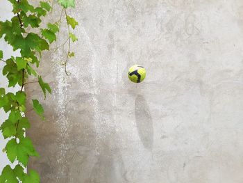 Close-up of soccer ball on footpath