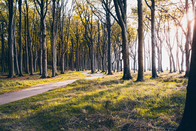 Trees in forest