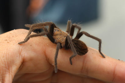 Close-up of hand holding lizard