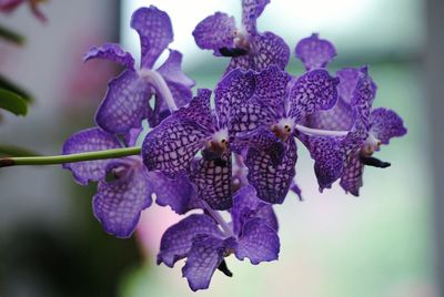 Close-up of purple flowering plant