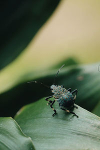 Close-up of insect on leaf