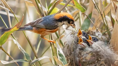 Close-up of bird perching on plant