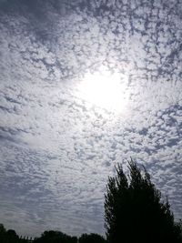 Low angle view of silhouette trees against sky